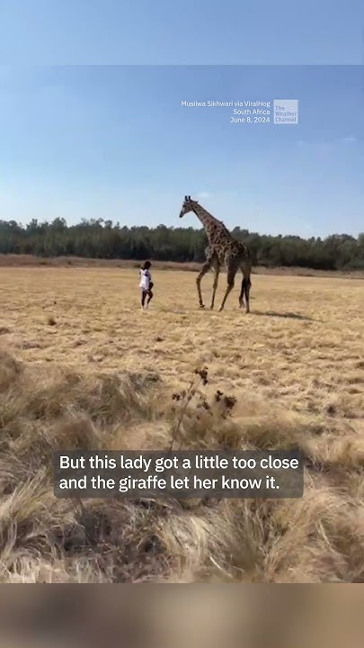 Watch: Giraffe Lets Woman Know She Got Too Close