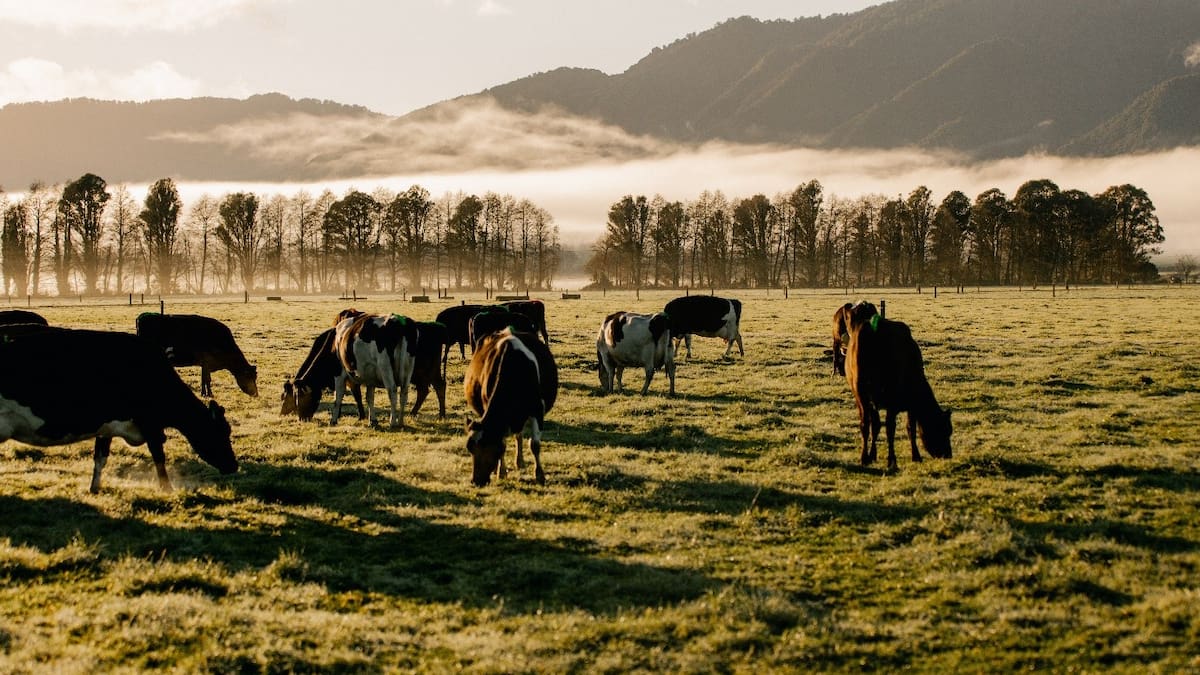 Dairy should be NZ’s economic growth engine not immigration – Richard Prebble